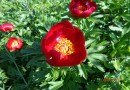 Paeonia peregrina ©  Pandion Wild Tours